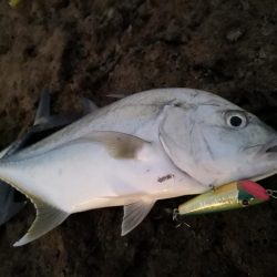 干潮時間で爆釣しました。仕上げはカライワシ