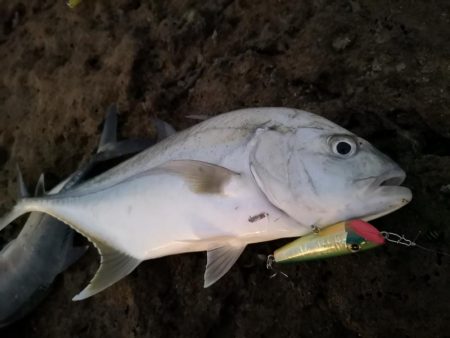 干潮時間で爆釣しました。仕上げはカライワシ
