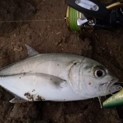 早朝、干潮時間に自作ポッパーでギンガメアジ