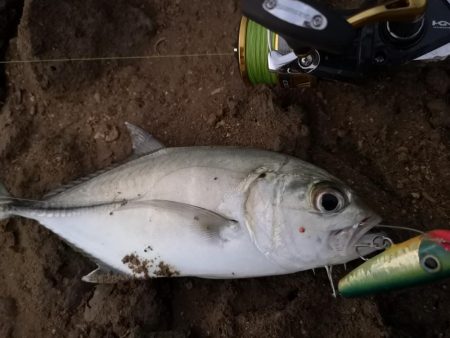 早朝、干潮時間に自作ポッパーでギンガメアジ
