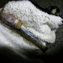 南港カモメ大橋ヘチ釣行 (小真チヌ、小キビレ、ガシラ、ハゼ 釣果有り)