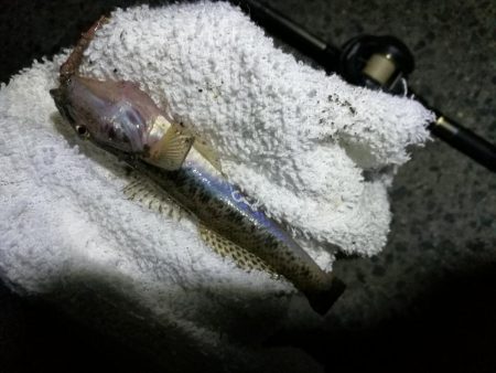 南港カモメ大橋ヘチ釣行 (小真チヌ、小キビレ、ガシラ、ハゼ 釣果有り)