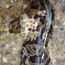 評判の釣り場見学