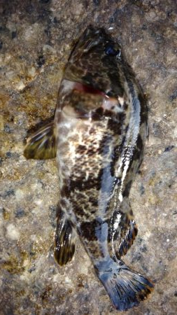 評判の釣り場見学