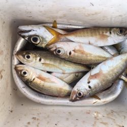 渋いが、5時代は釣れる