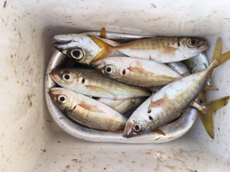 渋いが、5時代は釣れる