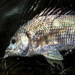 甲子園浜　デイも好調