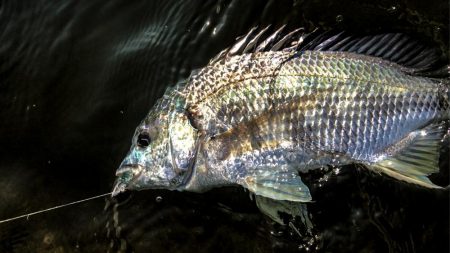 甲子園浜　デイも好調