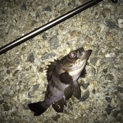 メバル・ガシラ・アジ