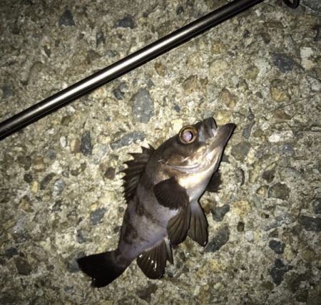 メバル・ガシラ・アジ