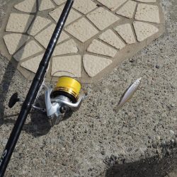 最後の落ちギス釣り