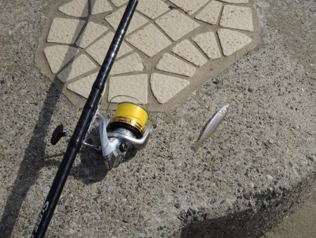 最後の落ちギス釣り