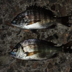 ハネを狙ったが5目釣りに