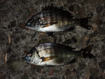 ハネを狙ったが5目釣りに