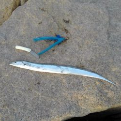 お気に入りルアーが…。