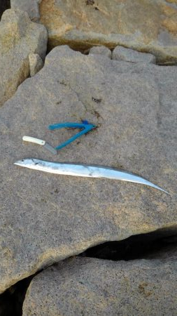 お気に入りルアーが…。