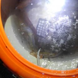 みんなでヒイカ！