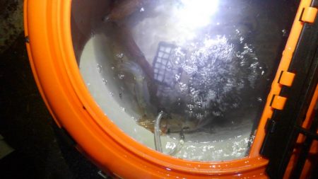 みんなでヒイカ！