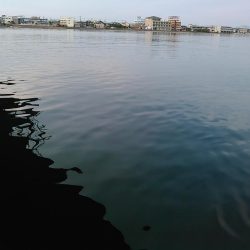 浜名湖シーバス デイゲーム