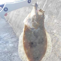 ヒラメシーズン!