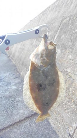 ヒラメシーズン!