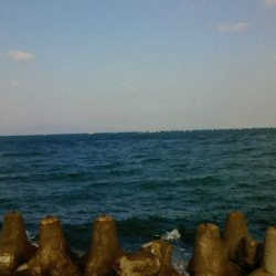 釣果はサビキのみ