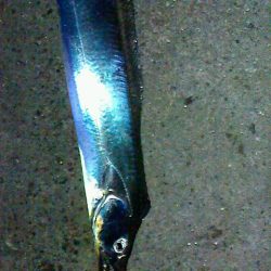 餌釣りに勝るものなし？？