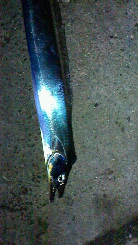 餌釣りに勝るものなし？？