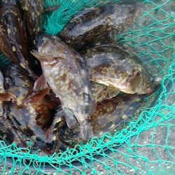 穴釣りにハマってる