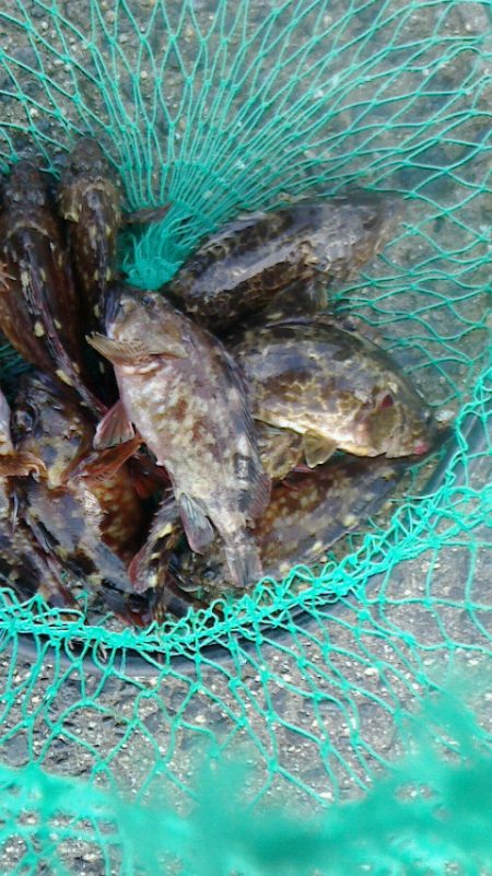 穴釣りにハマってる