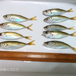 紀州釣り＆サビキ