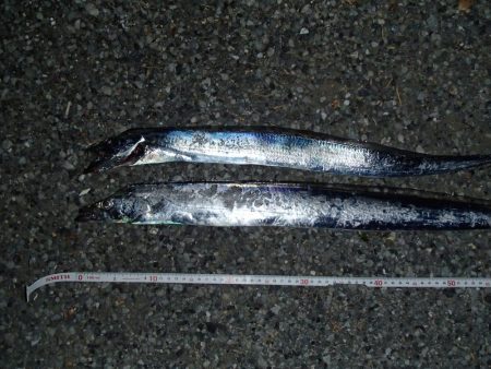 ワインドでタチウオ