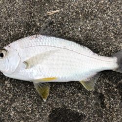 太刀魚がシブくなってきました。