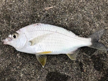 太刀魚がシブくなってきました。
