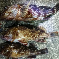 夕練シーバス前にガッシーも調査