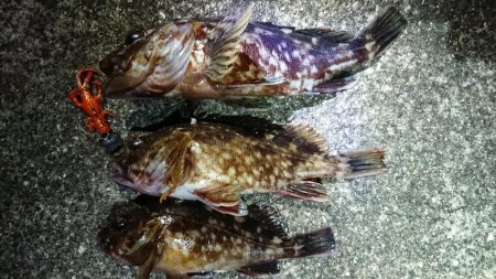 夕練シーバス前にガッシーも調査