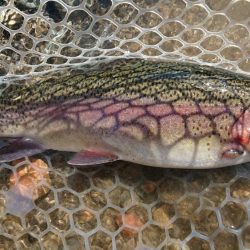 大阪芥川40アップレインボーキャッチ成功♪