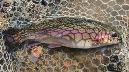 大阪芥川40アップレインボーキャッチ成功♪