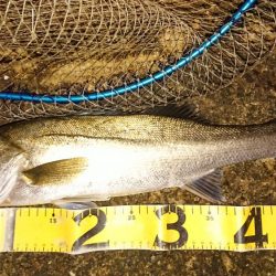 朝練 シーバス&タチウオ&サバキャッチ♪