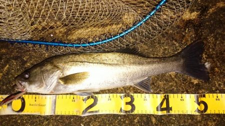 朝練 シーバス&タチウオ&サバキャッチ♪