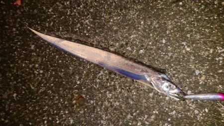 神戸港大潮タチウオからのシーバス♪