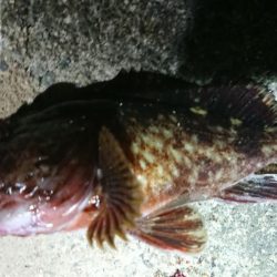 夕練はガッシー調査からシーバスハンティング