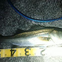 朝練はシーバスハンティングonly