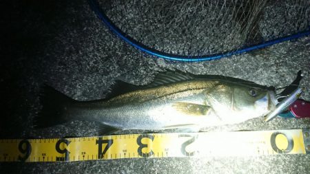 朝練はシーバスハンティングonly