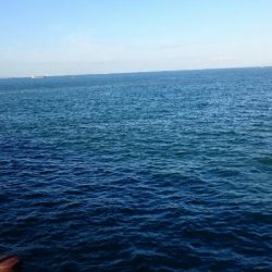 泉大津エリア タチウオ釣果