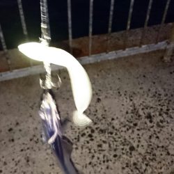 出勤前にタチウオ釣行