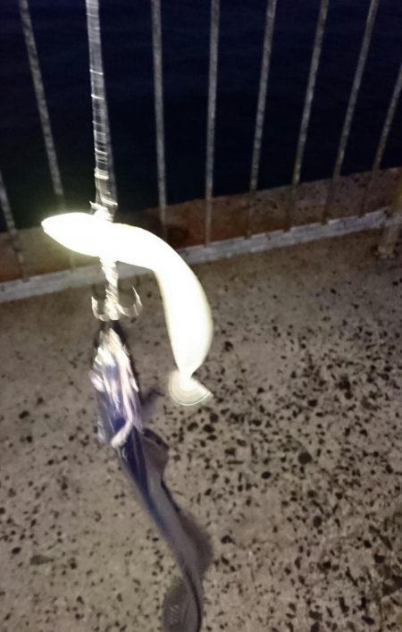 出勤前にタチウオ釣行