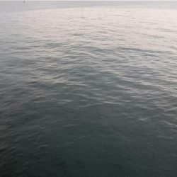 大阪湾タチウオ終了なん!?