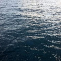 タチウオいったいどこに！？