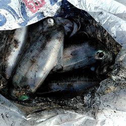 アオリイカが　なんと６杯あがりました!!